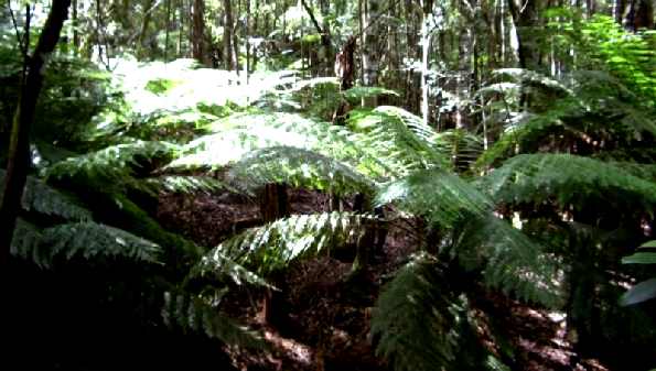 Rainforest area on property